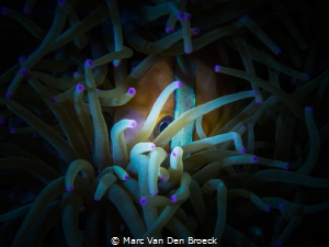 gotmyeyeonyou by Marc Van Den Broeck 